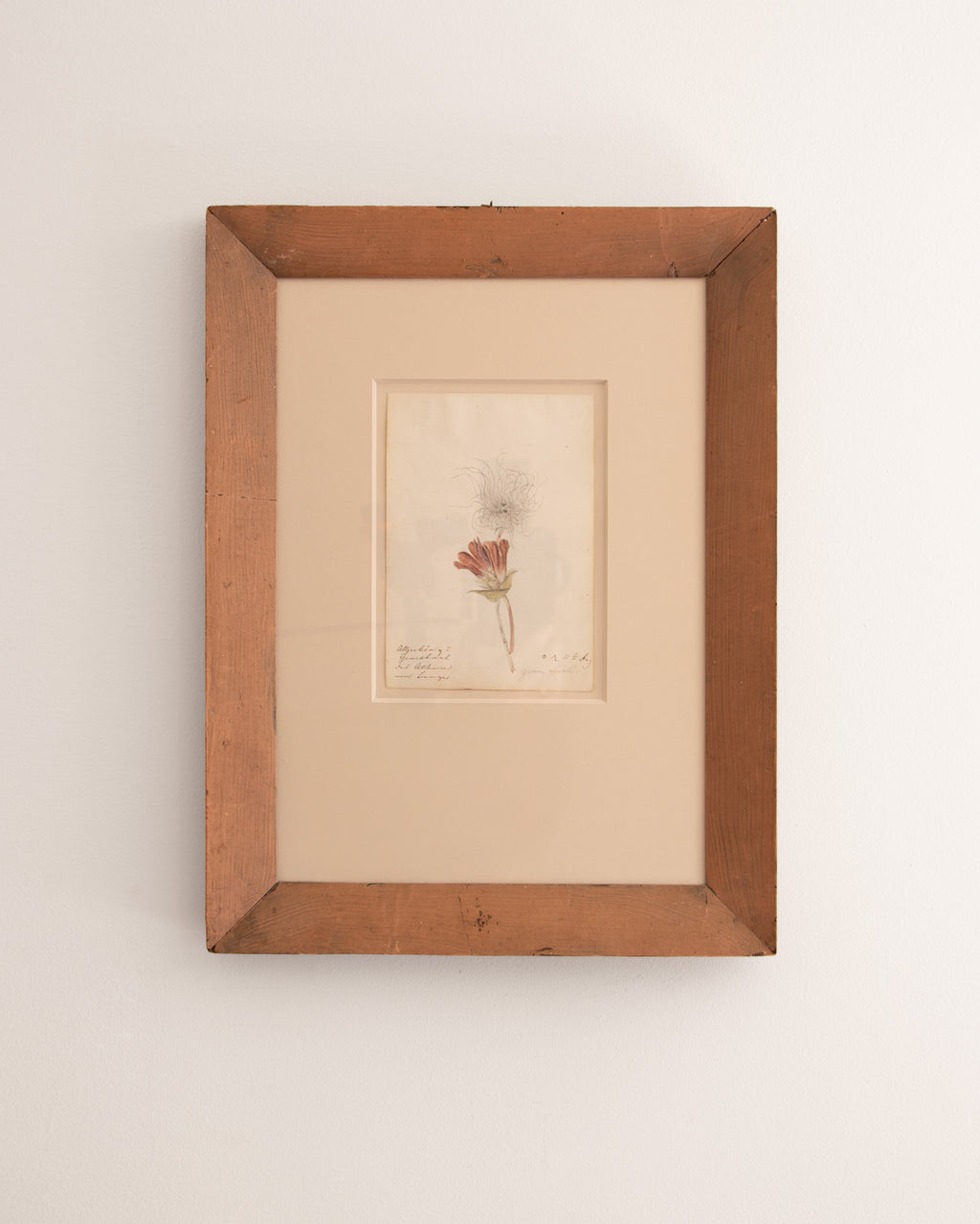 Botanical Illustration