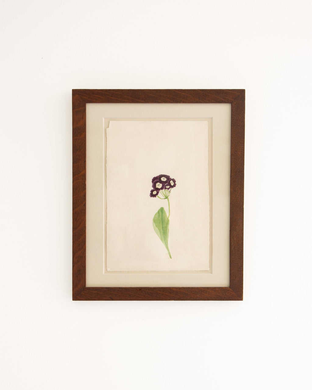 Botanical Illustration - Primrose