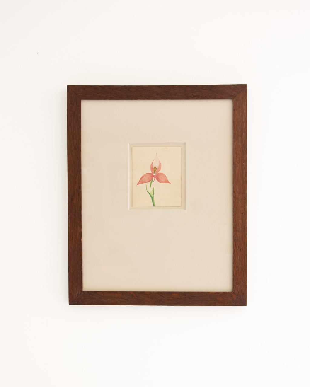 Botanical Illustration - Disa Uniflora