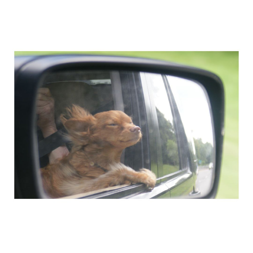 A dog riding in a car, with the wind on his face.