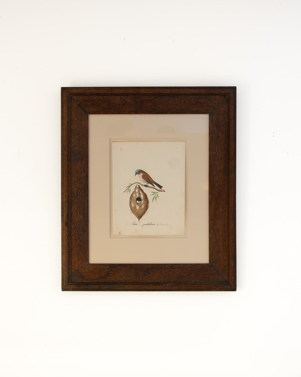 Framed Watercolor of Penduline Tit