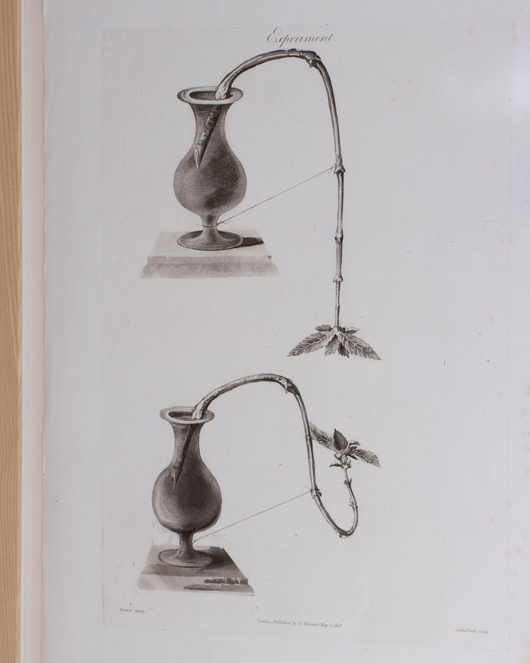 1810 Botanical Experiment Engraving
