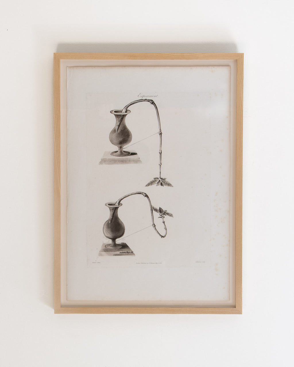 1810 Botanical Experiment Engraving