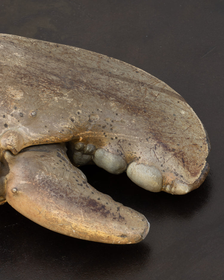 Centurian Lobster Claw