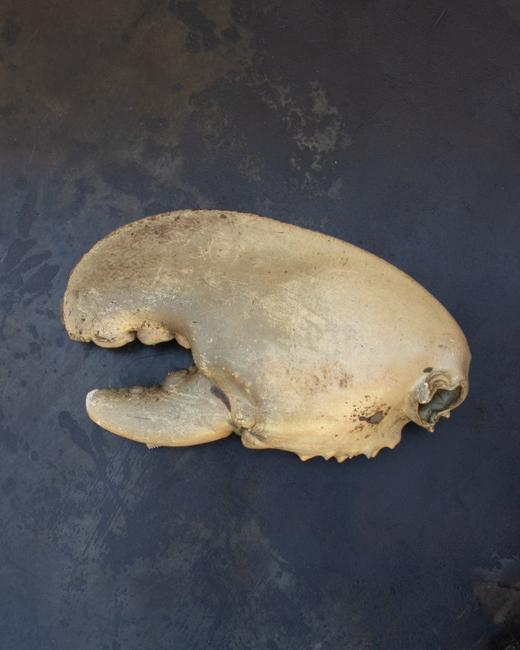 Centurian Lobster Claw
