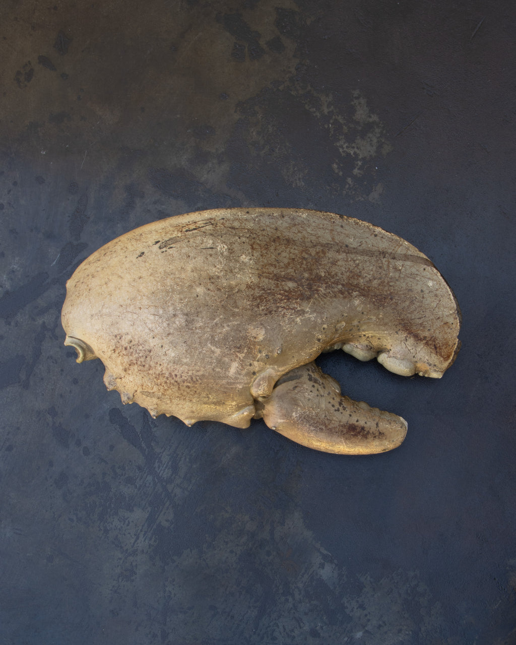 Centurian Lobster Claw