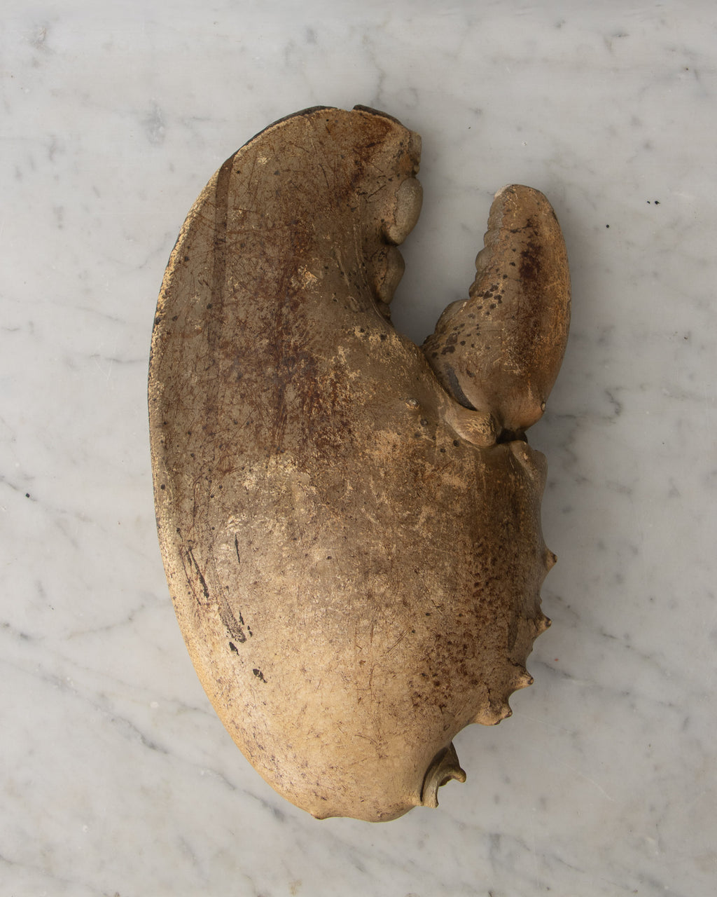 Centurian Lobster Claw